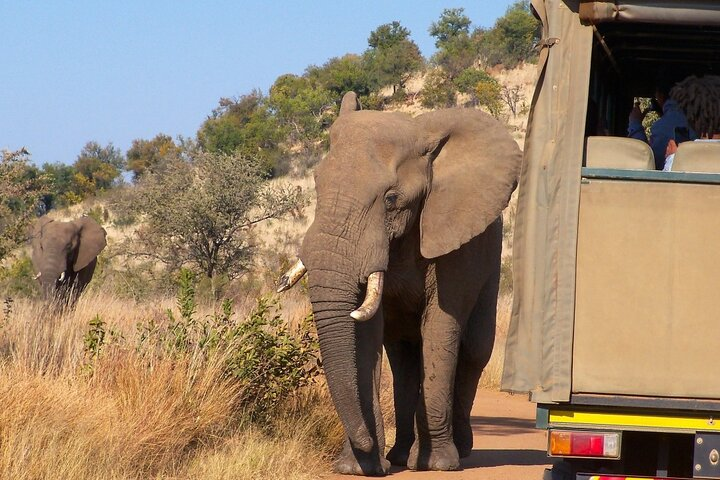 Seeing elephant from the open vehicle safari